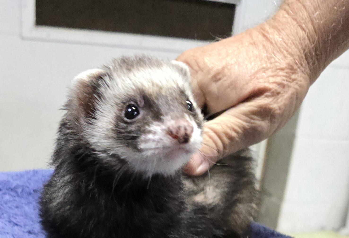 Arwen, Adoptable, Adult Male Ferret.
