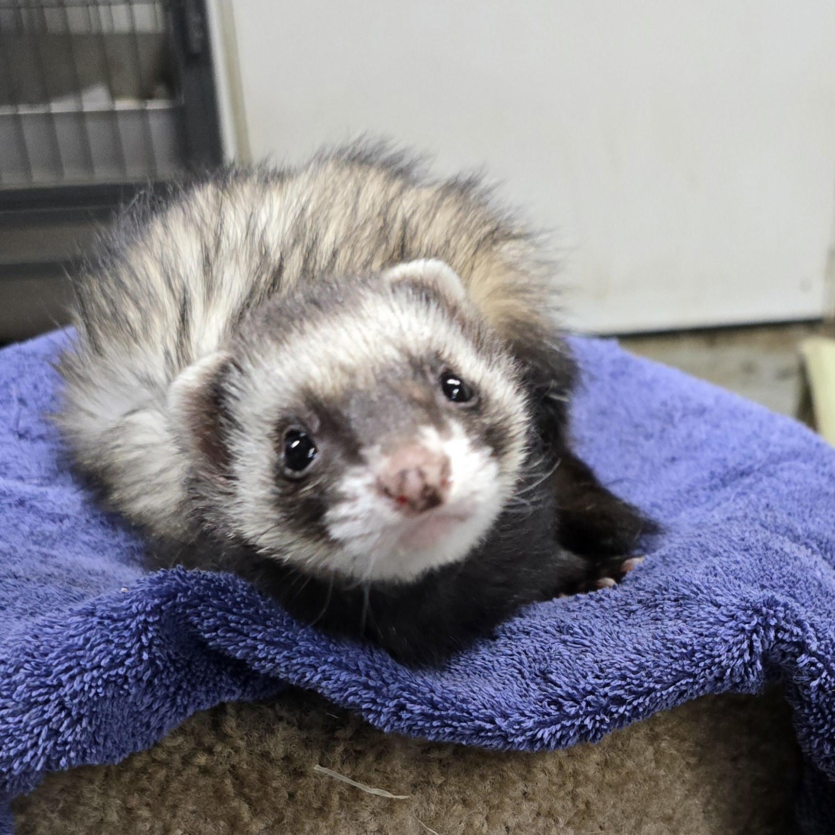 Enlarge Arwen, a Adoptable Ferret in Randolph, NJ image 2/3