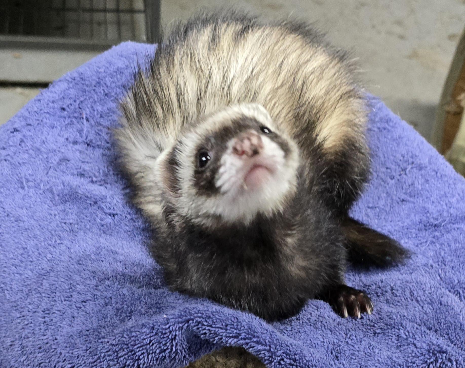 Enlarge Arwen, a Adoptable Ferret in Randolph, NJ image 3/3