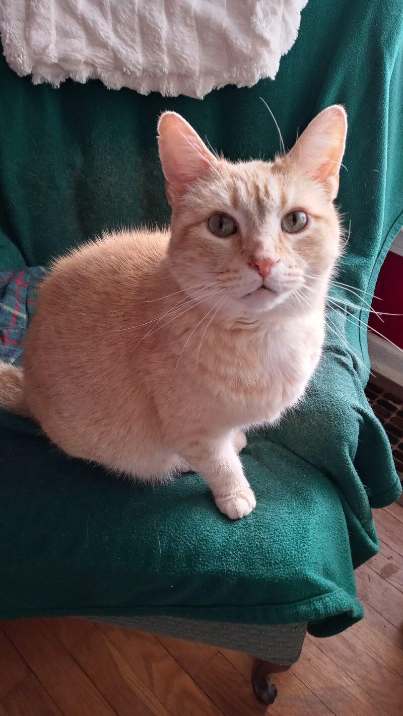 Enlarge Chestnut, a Adoptable Domestic Short Hair in Grand Rapids, MI image 3/6