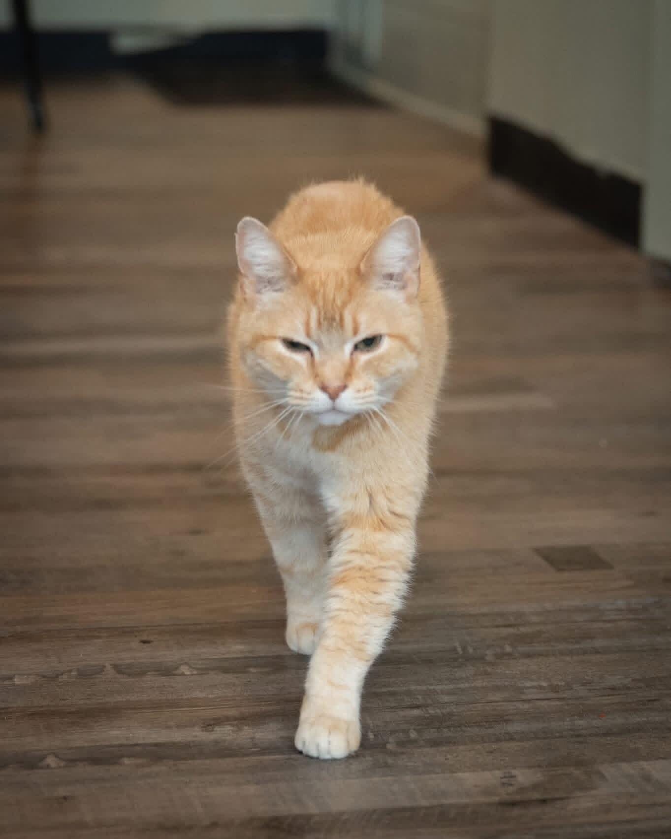 Enlarge Chestnut, a Adoptable Domestic Short Hair in Grand Rapids, MI image 6/6