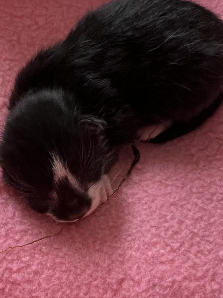 Beetlejuice, a Adoptable mixed breed in Ontario, OR image 2/5
