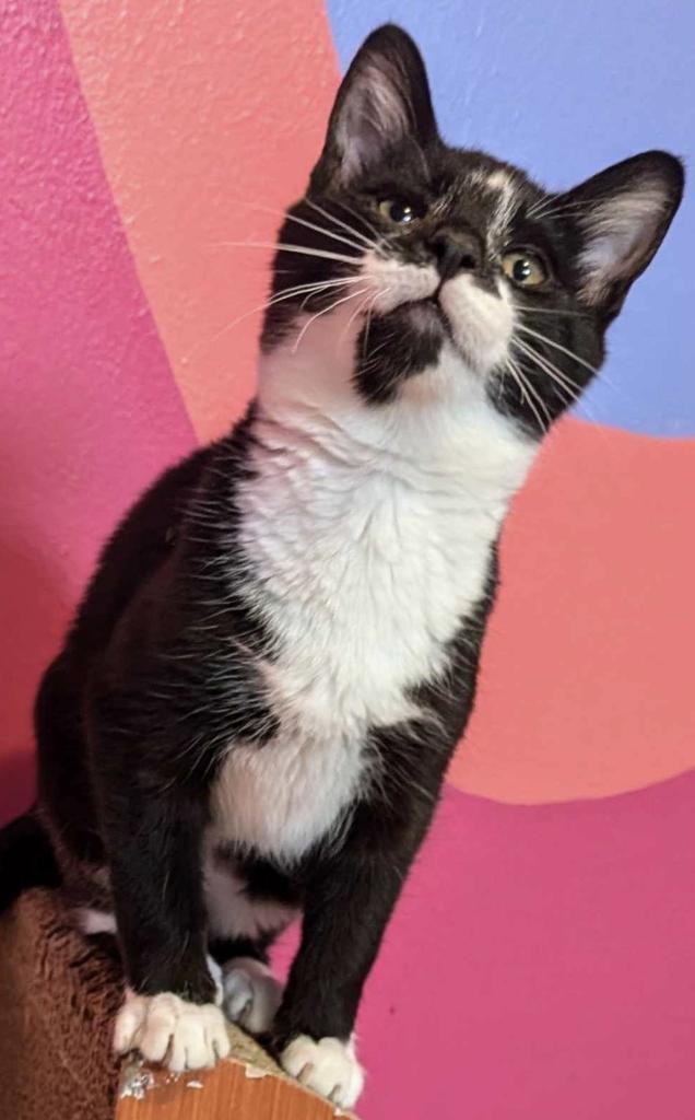 Beetlejuice, a Adoptable mixed breed in Ontario, OR image 4/5
