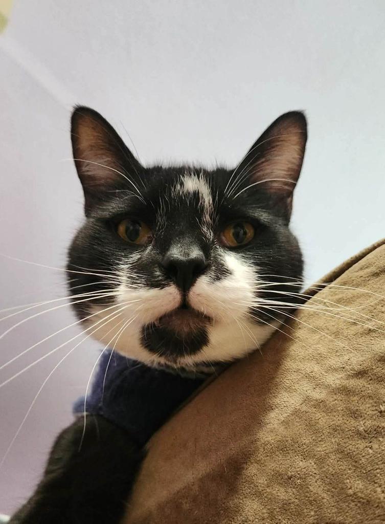 Beetlejuice, a Adoptable mixed breed in Ontario, OR image 5/5