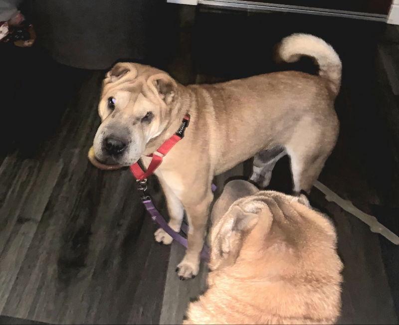 Gordon, Adoptable, Adult Male Shar-Pei.