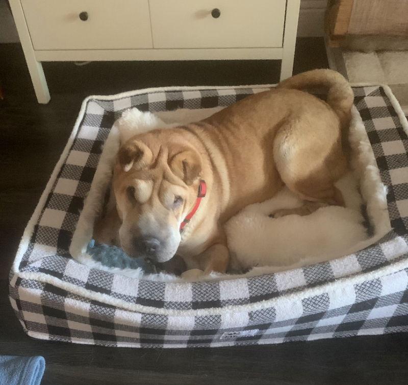 Gordon, a Adoptable Shar-Pei in Manteca, CA image 2/3