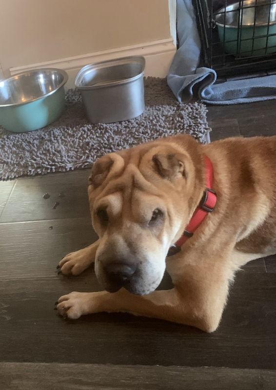 Gordon, a Adoptable Shar-Pei in Manteca, CA image 3/3