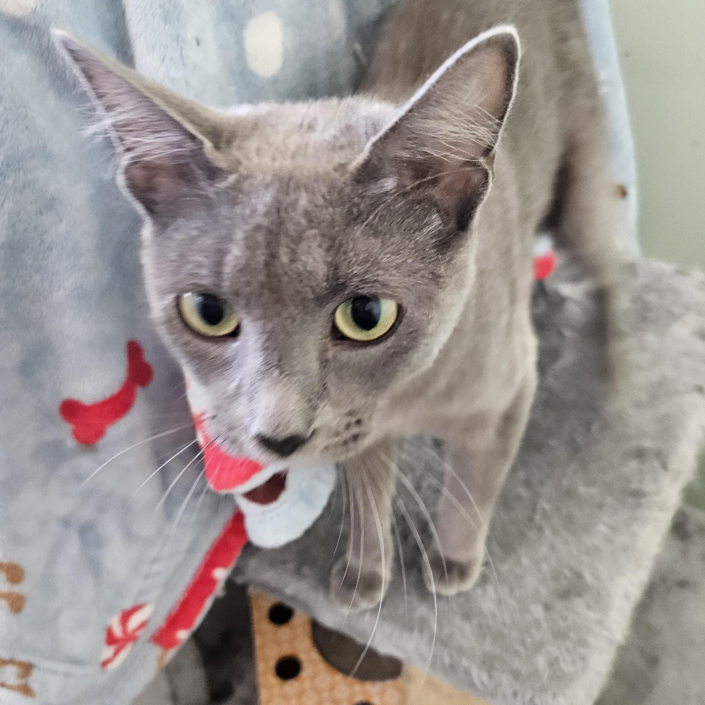 Maki, adopted, Adult Female Domestic Short Hair.