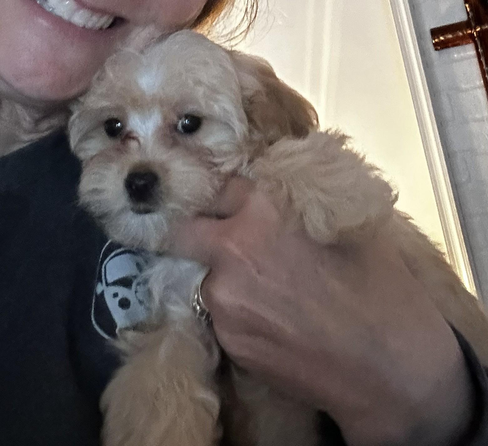 Willy, an adopted Cavapoo in Falls Church, VA image 1/2