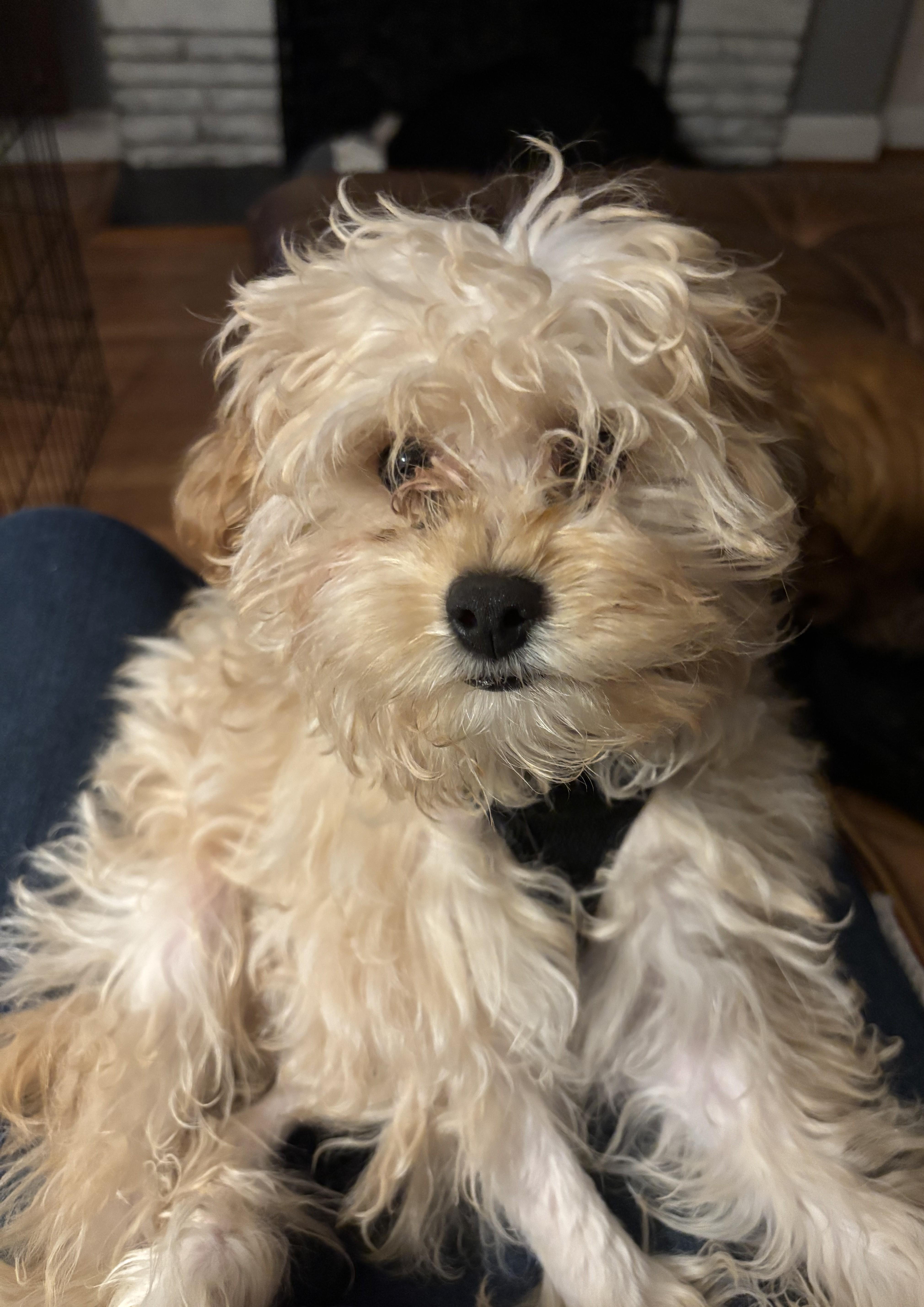Willy, an adopted Cavapoo in Falls Church, VA image 2/2