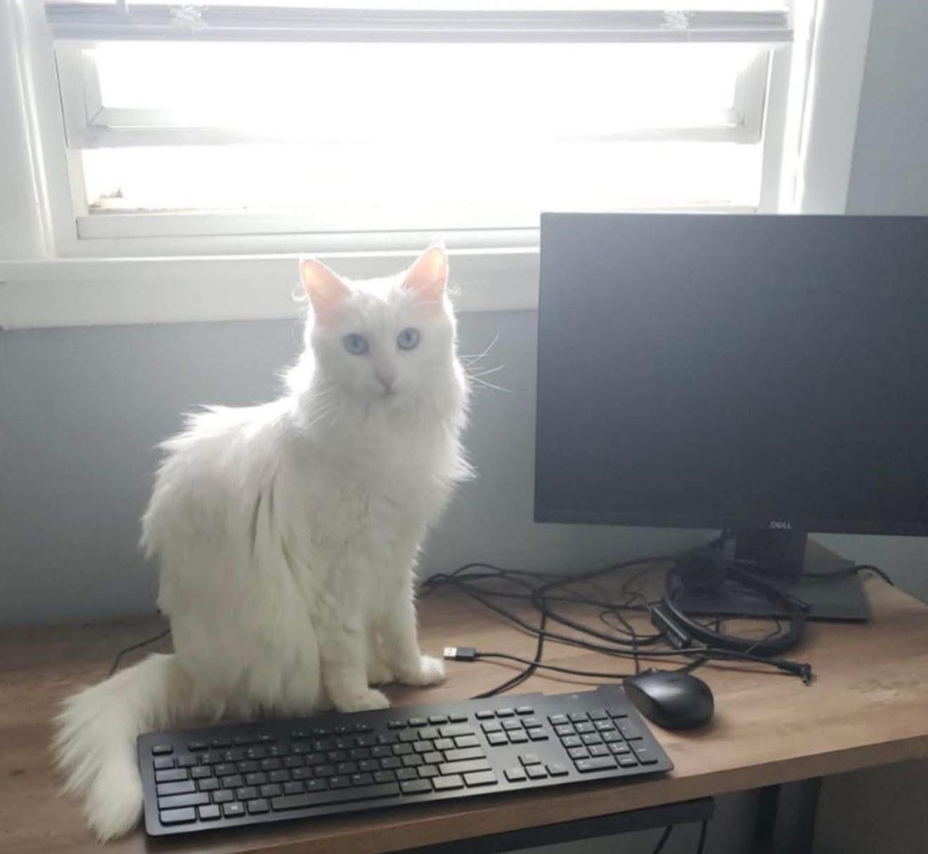 Blanca