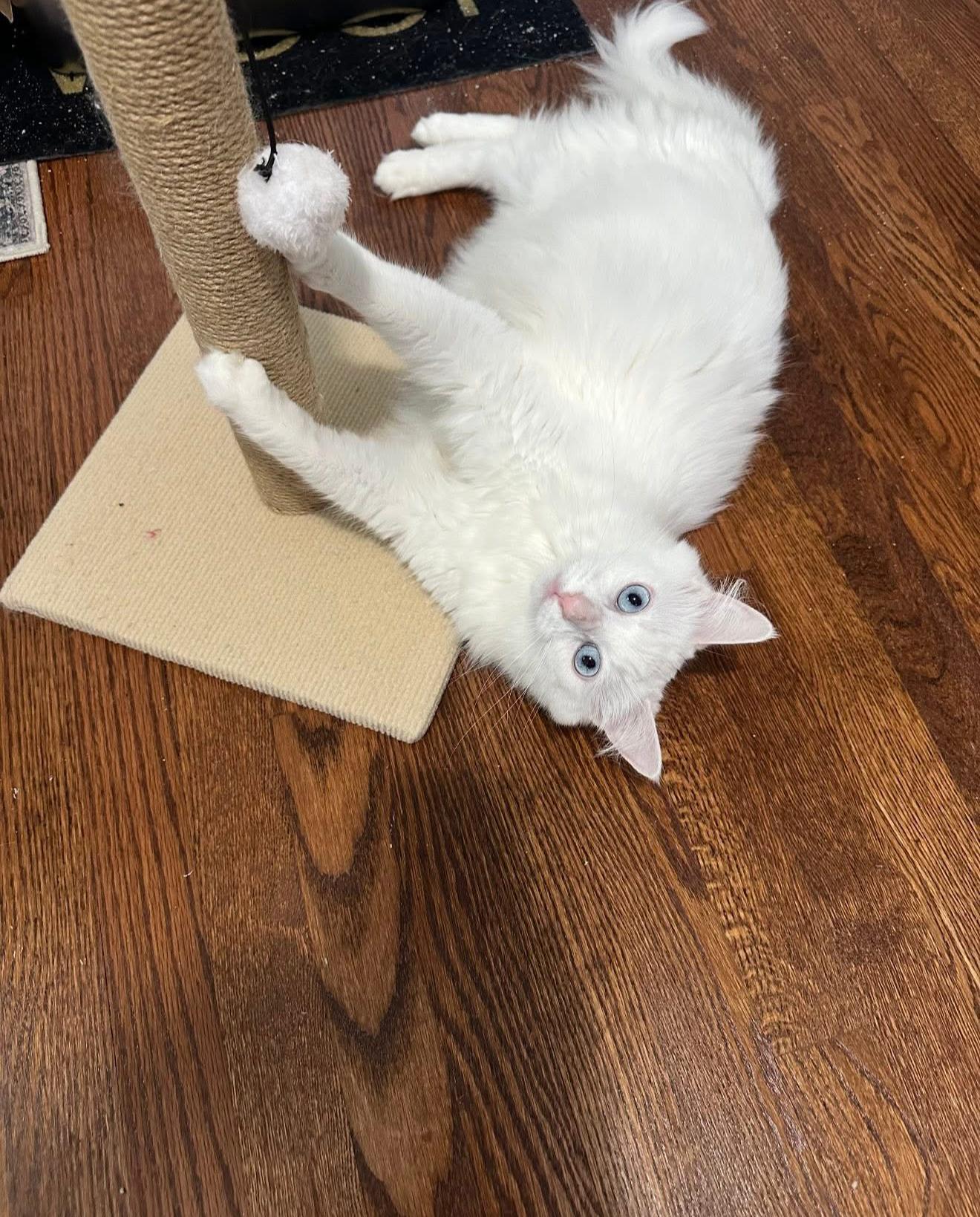 Blanca
