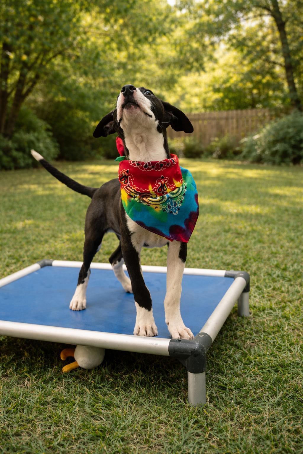 Enlarge Biscuit, a Adoptable mixed breed in Hagerstown, MD image 4/6