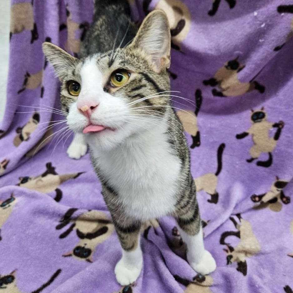 Enlarge Scout , a ADOPTABLE mixed breed in Antioch, IL image 3/3