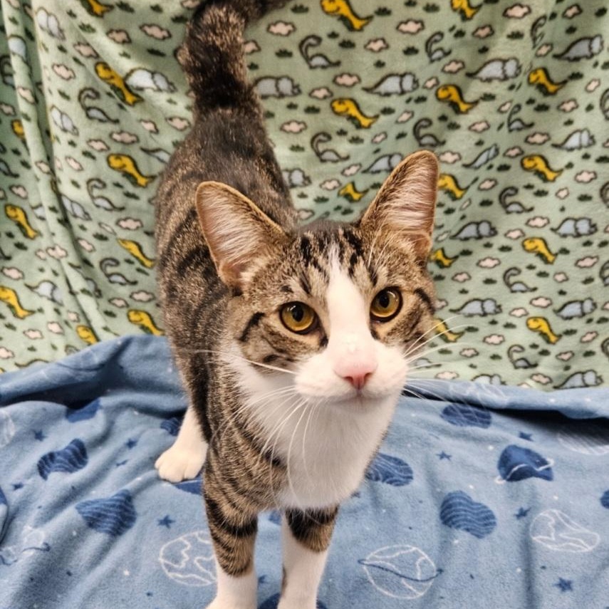 Enlarge Scout , a ADOPTABLE mixed breed in Antioch, IL image 2/3