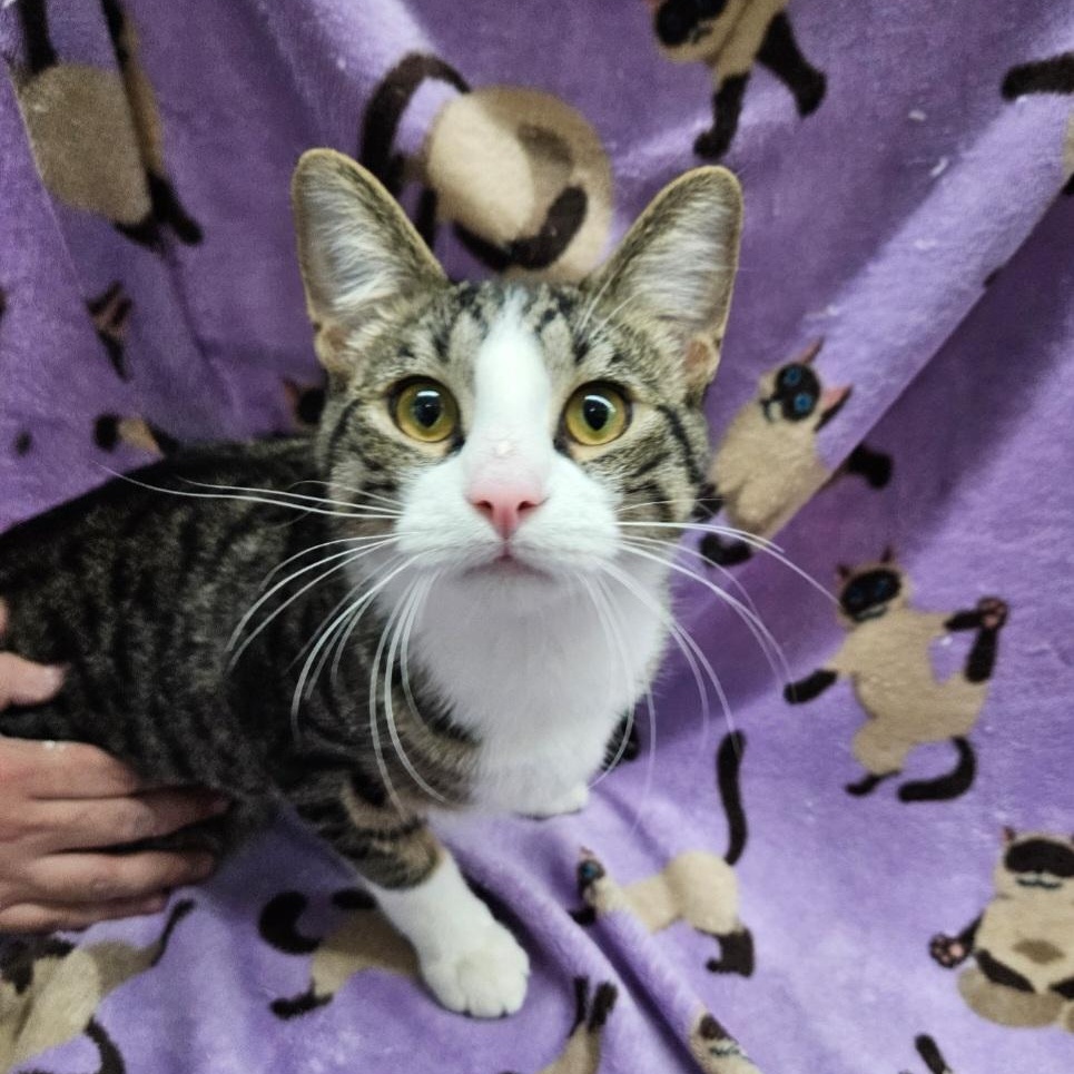 Scout , ADOPTABLE, Young Male Domestic Short Hair.