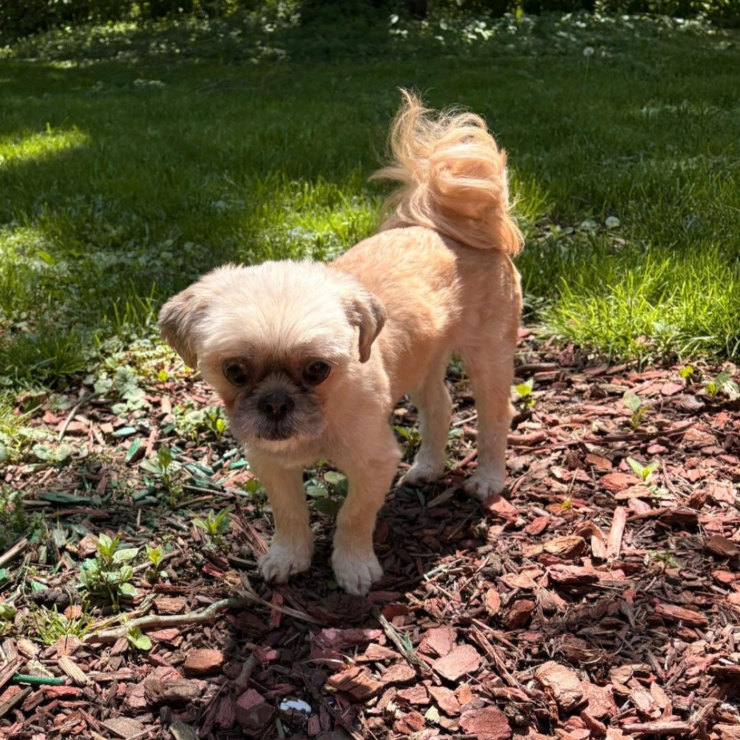 JACK (SPECIAL NEEDS-BLIND), a ADOPTABLE Shih Tzu in Staten Island, NY image 4/5