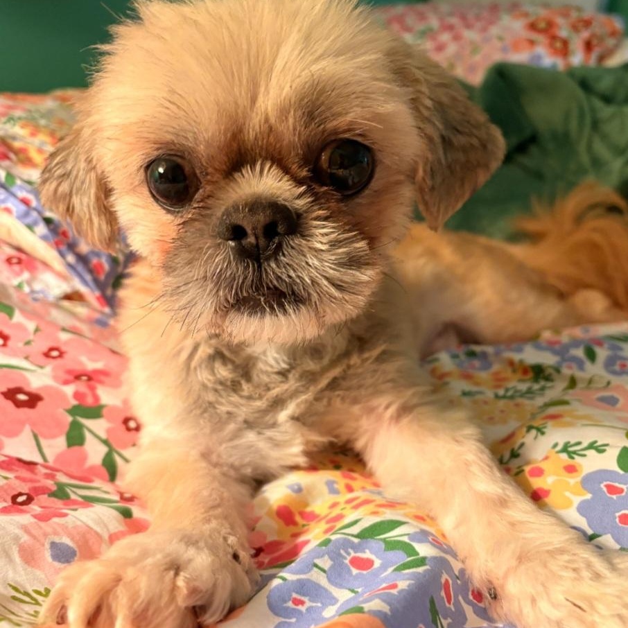 JACK (SPECIAL NEEDS-BLIND), a ADOPTABLE Shih Tzu in Staten Island, NY image 2/5