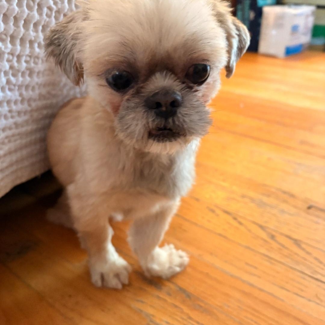 JACK (SPECIAL NEEDS-BLIND), a ADOPTABLE Shih Tzu in Staten Island, NY image 3/5