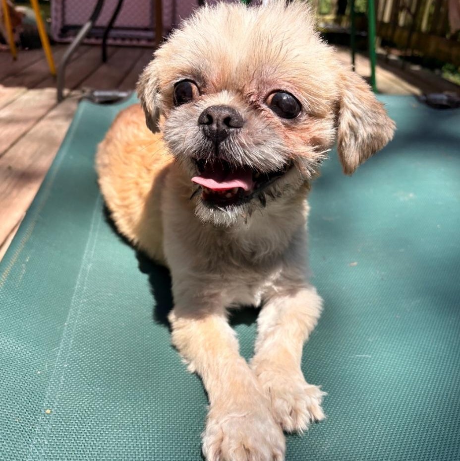 JACK (SPECIAL NEEDS-BLIND), a ADOPTABLE Shih Tzu in Staten Island, NY image 1/5