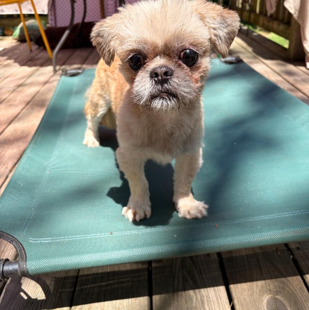 JACK (SPECIAL NEEDS-BLIND), a ADOPTABLE Shih Tzu in Staten Island, NY image 5/5