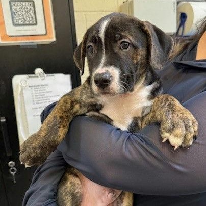 Sheldon, adopted, Puppy Male Mastiff & Pit Bull Terrier.