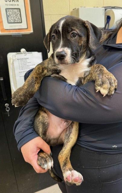 Enlarge Sheldon, an adopted mixed breed in Grass Valley, CA image 2/2