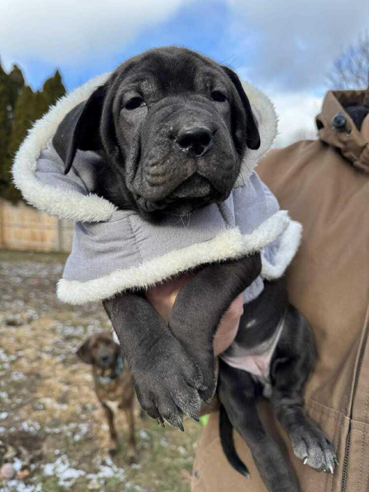 Rosé (Wine Litter), Adoptable, Puppy Female Australian Cattle Dog / Blue Heeler & Shar-Pei.