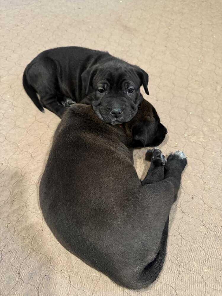 Enlarge Rosé (Wine Litter), a Adoptable mixed breed in New Albany, OH image 3/5