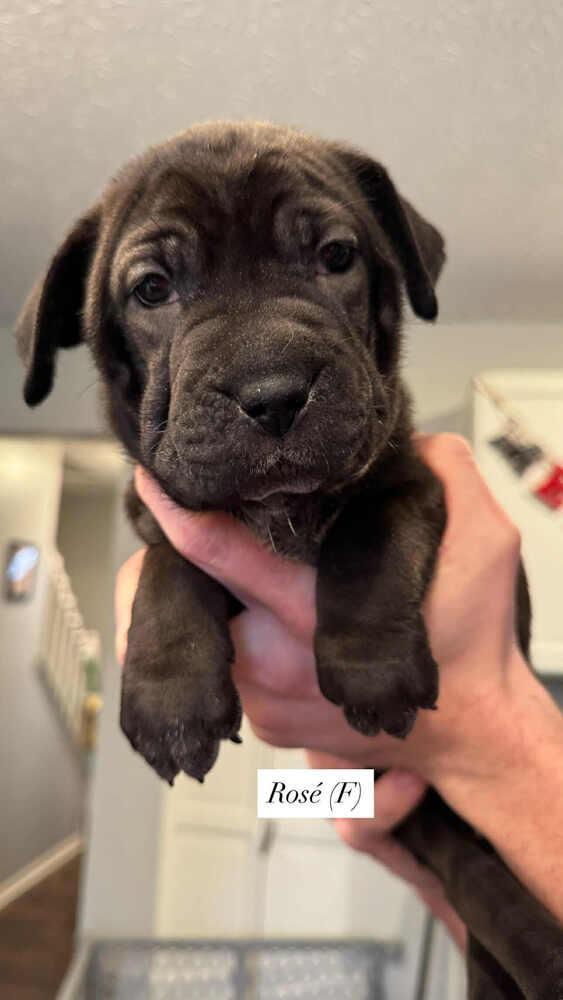 Enlarge Rosé (Wine Litter), a Adoptable mixed breed in New Albany, OH image 4/5