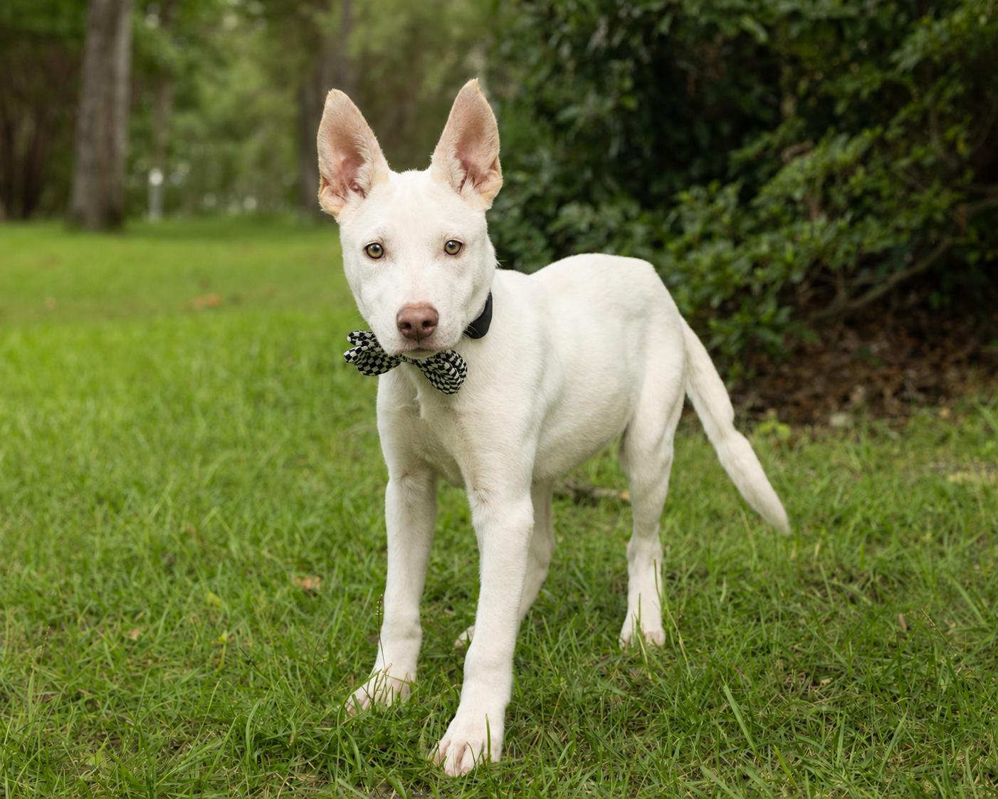 Enlarge Duke - Adopted, an adopted mixed breed in Knoxville, TN image 3/6