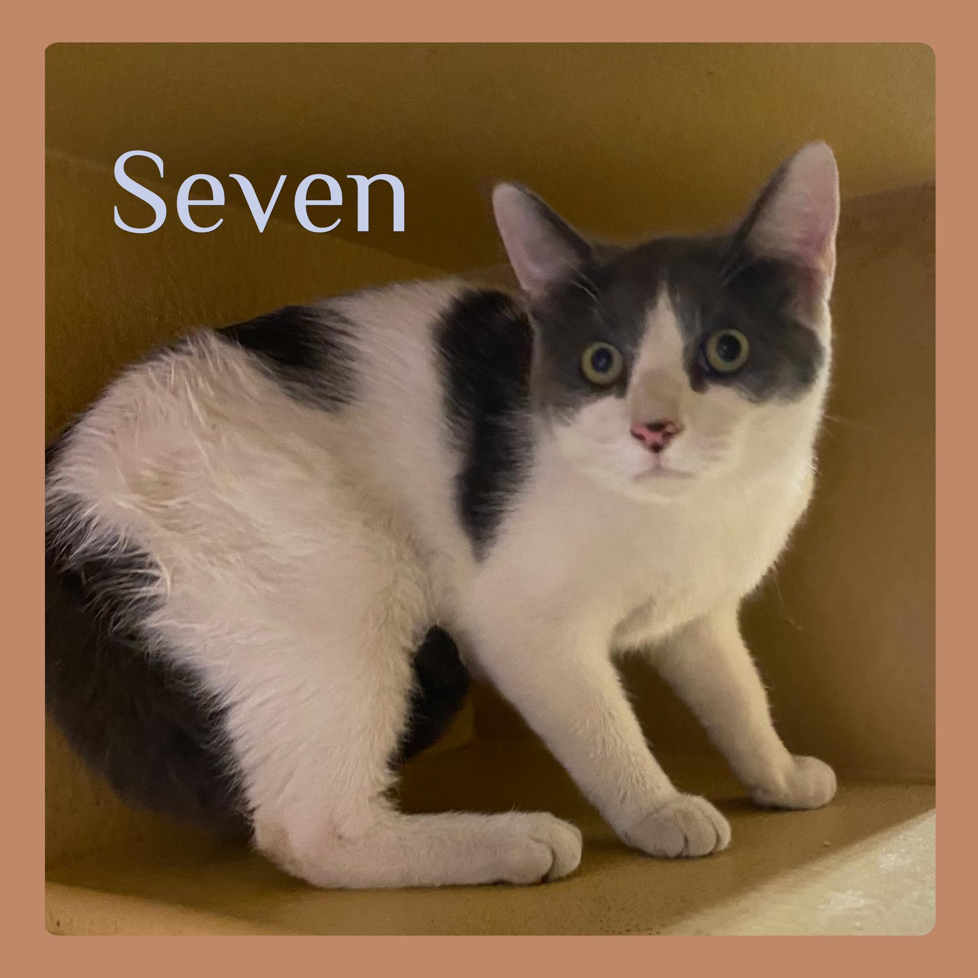 SEVEN, adopted, Kitten Male Tabby.