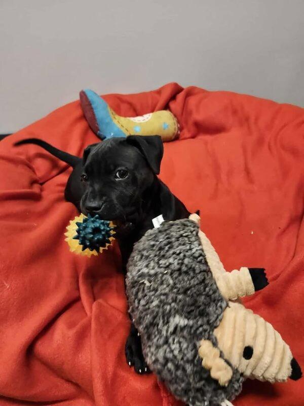 Marie, Adoptable, Young Female Mixed Breed.