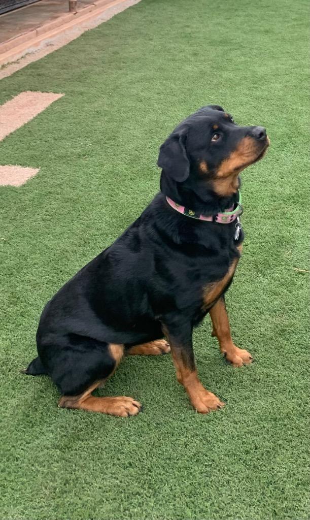 Enlarge Sadie, a Adoptable Rottweiler in Tucumcari, NM image 1/3