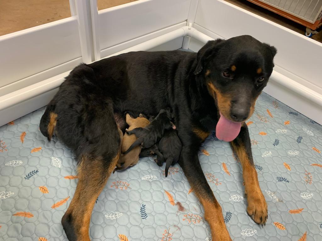 Enlarge Sadie, a Adoptable Rottweiler in Tucumcari, NM image 3/3