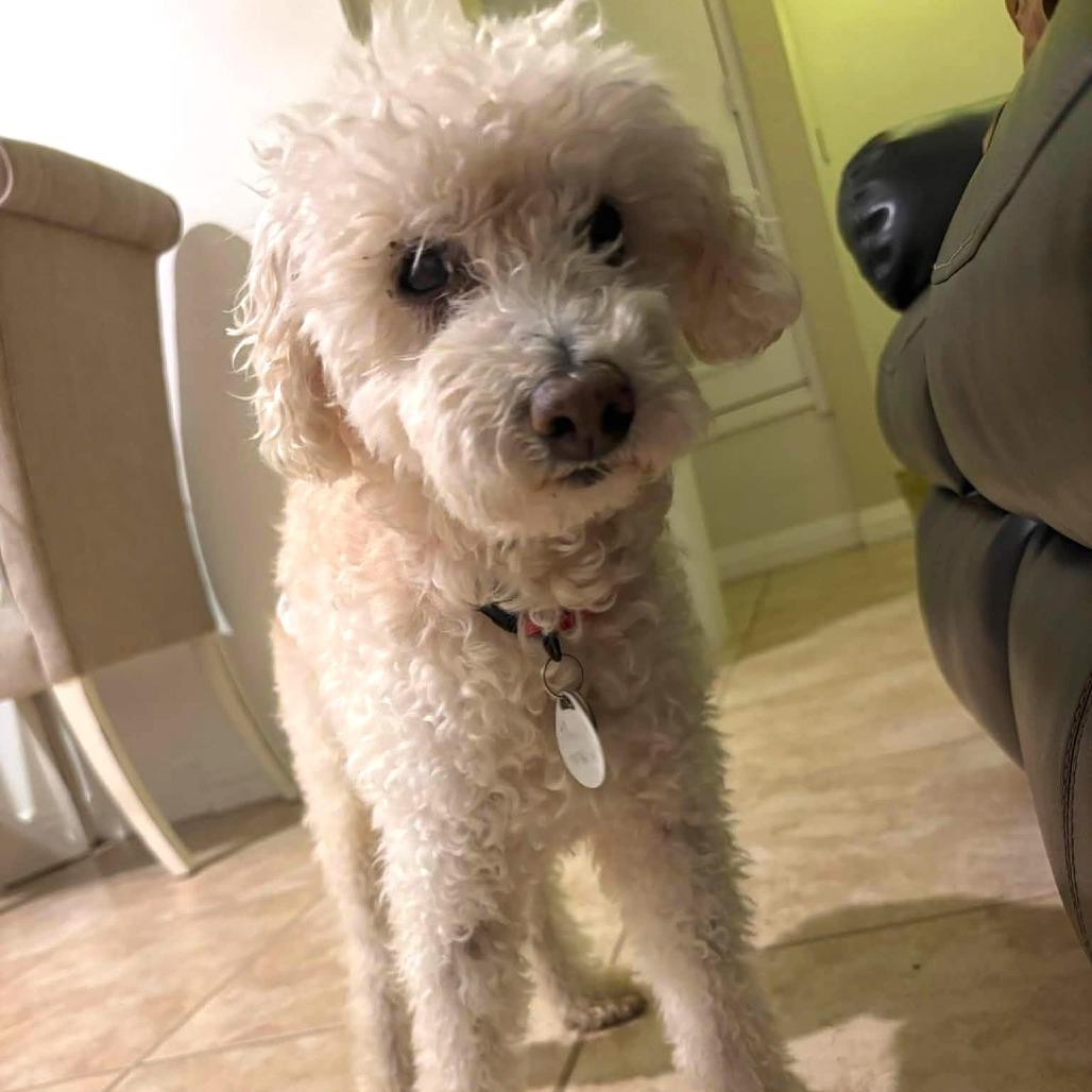 Charlie Monaghan, Adoptable, Senior Male Miniature Poodle.