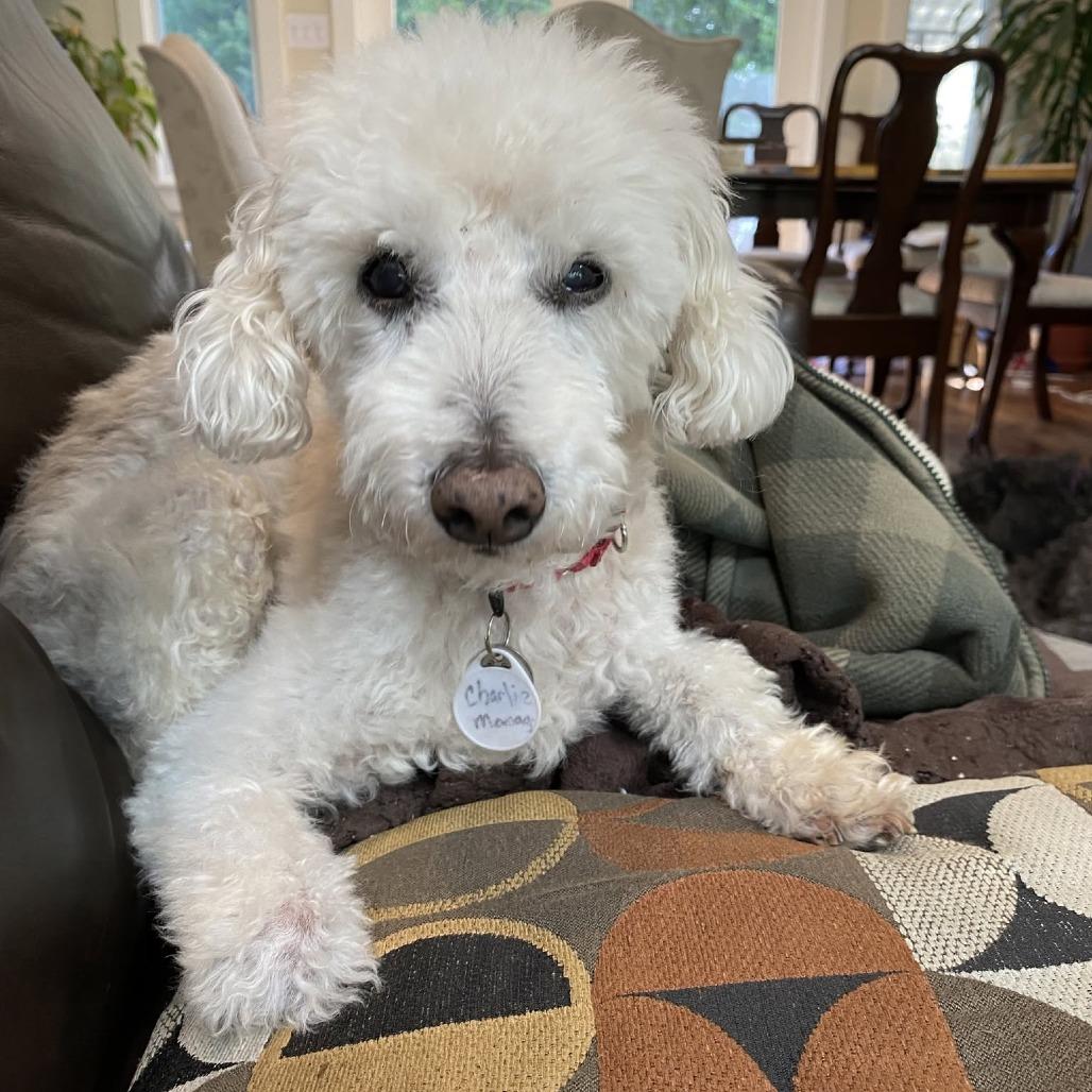 Charlie Monaghan, a Adoptable Miniature Poodle in Ramona, CA image 2/5