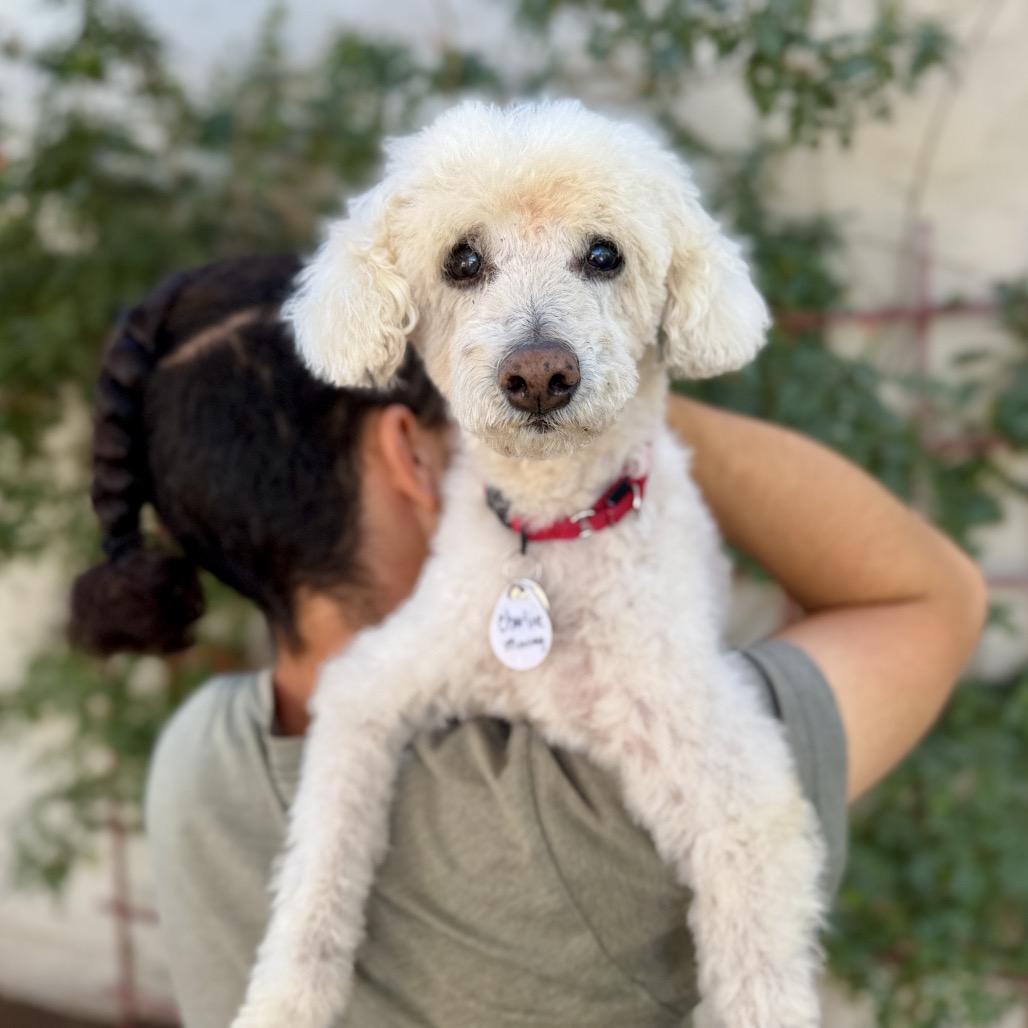 Charlie Monaghan, a Adoptable Miniature Poodle in Ramona, CA image 3/5