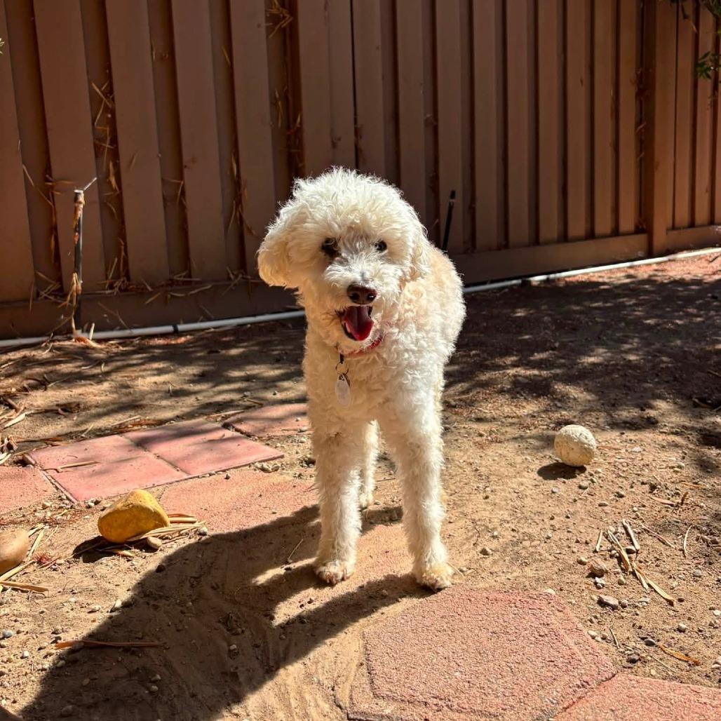 Charlie Monaghan, a Adoptable Miniature Poodle in Ramona, CA image 4/5