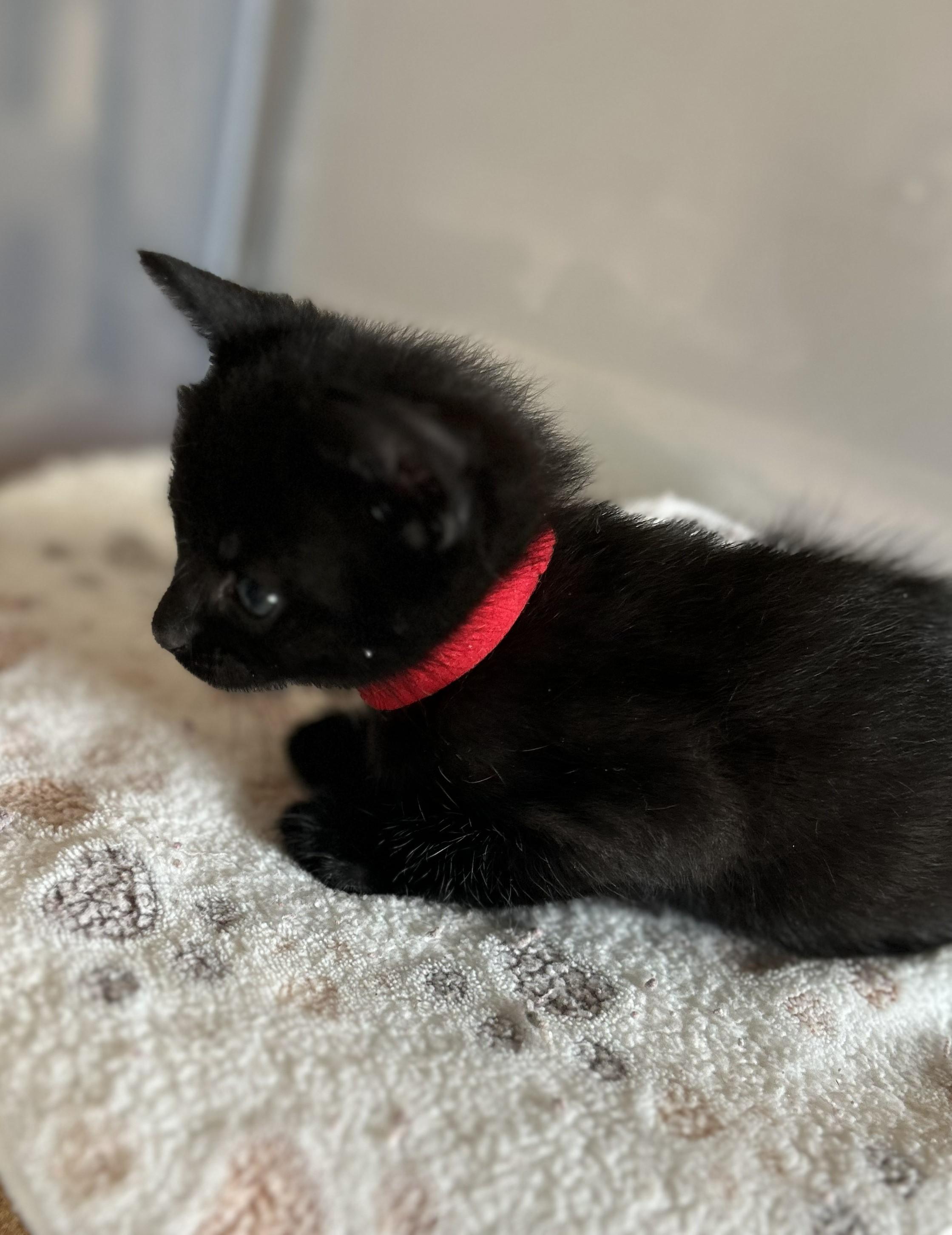 Enlarge Zilla, a Adoptable Domestic Short Hair in Rossville, TN image 3/3