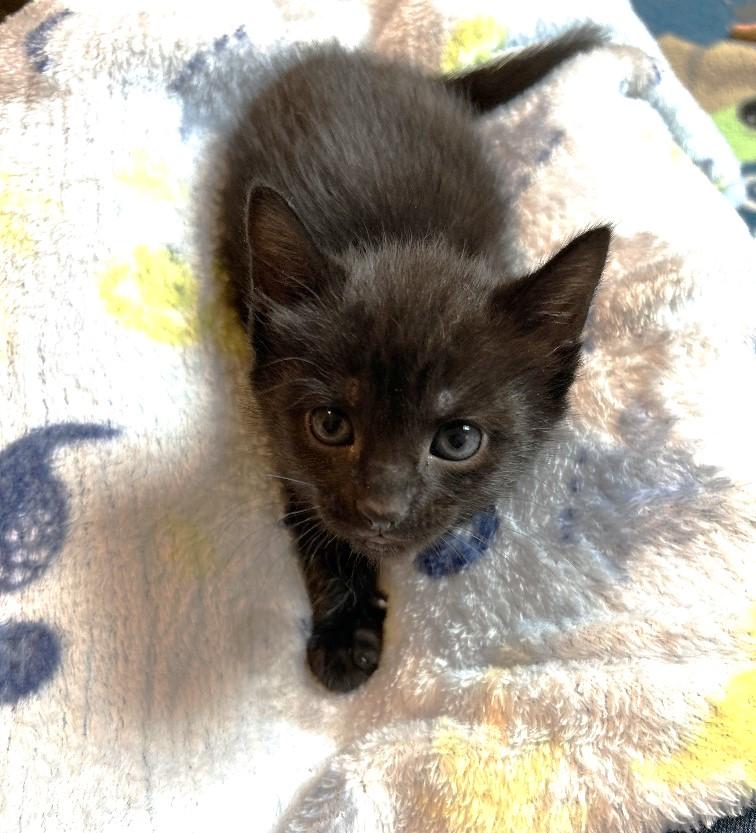 Enlarge Zilla, a Adoptable Domestic Short Hair in Rossville, TN image 1/3