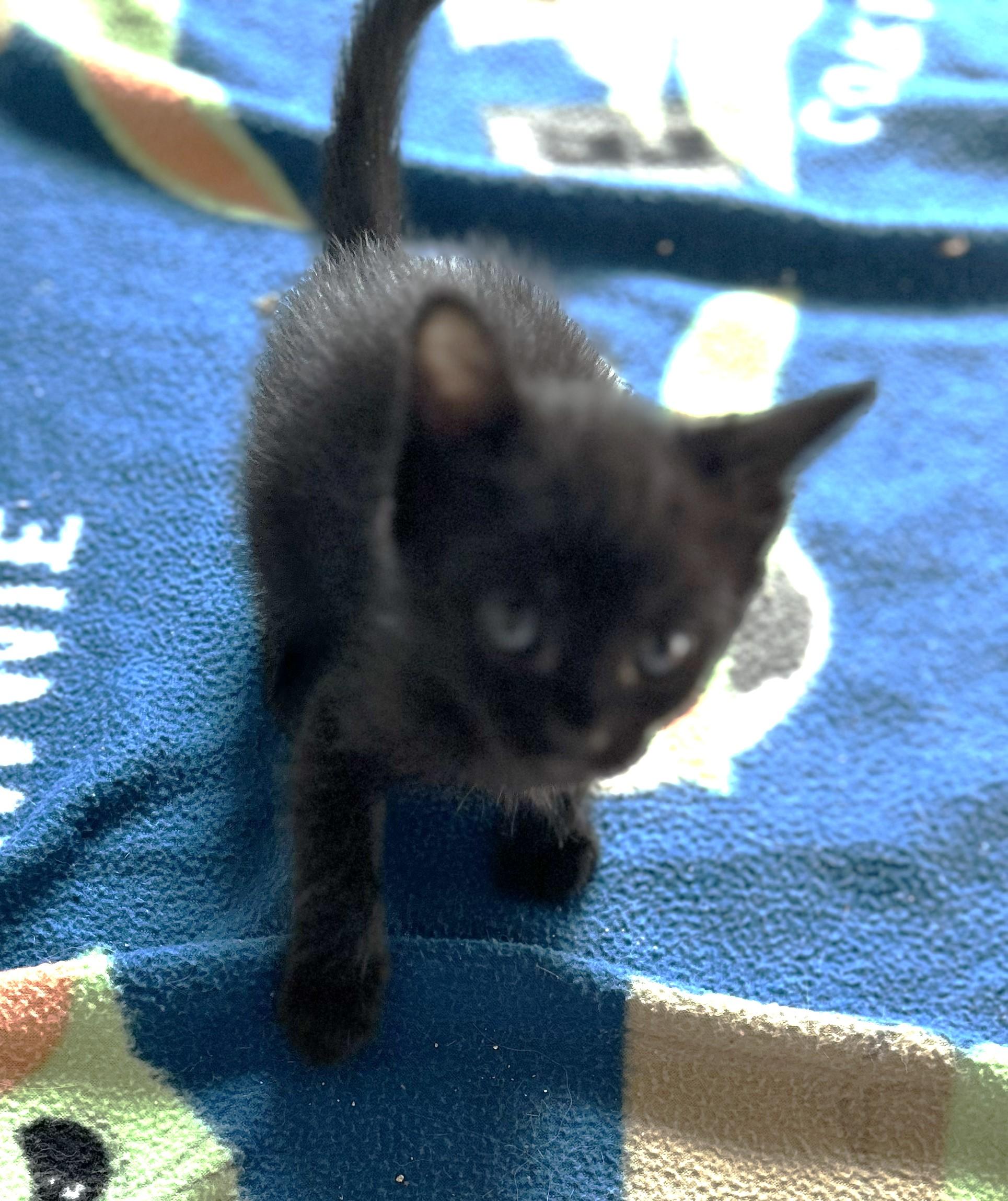 Enlarge Zilla, a Adoptable Domestic Short Hair in Rossville, TN image 2/3