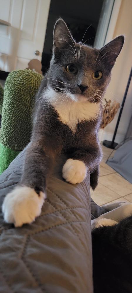 Ruby, a Adoptable Domestic Medium Hair in Greenbelt, MD image 1/6