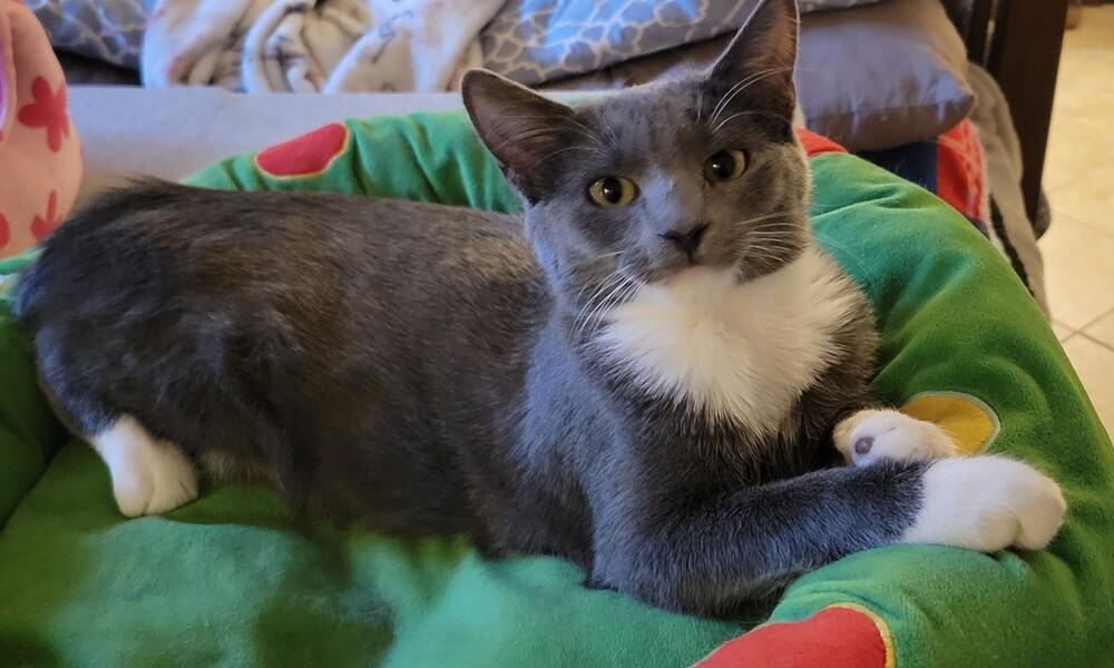 Ruby, a Adoptable Domestic Medium Hair in Greenbelt, MD image 3/6