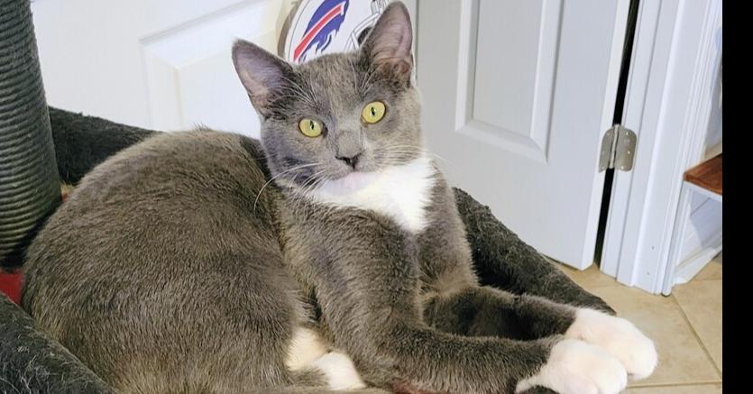 Ruby, a Adoptable Domestic Medium Hair in Greenbelt, MD image 5/6