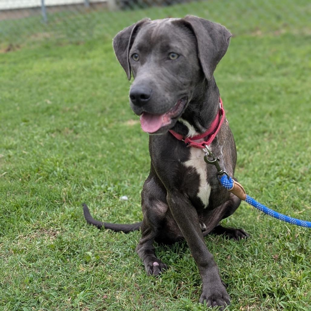 Bruce, Adoptable, Young Male Mixed Breed.