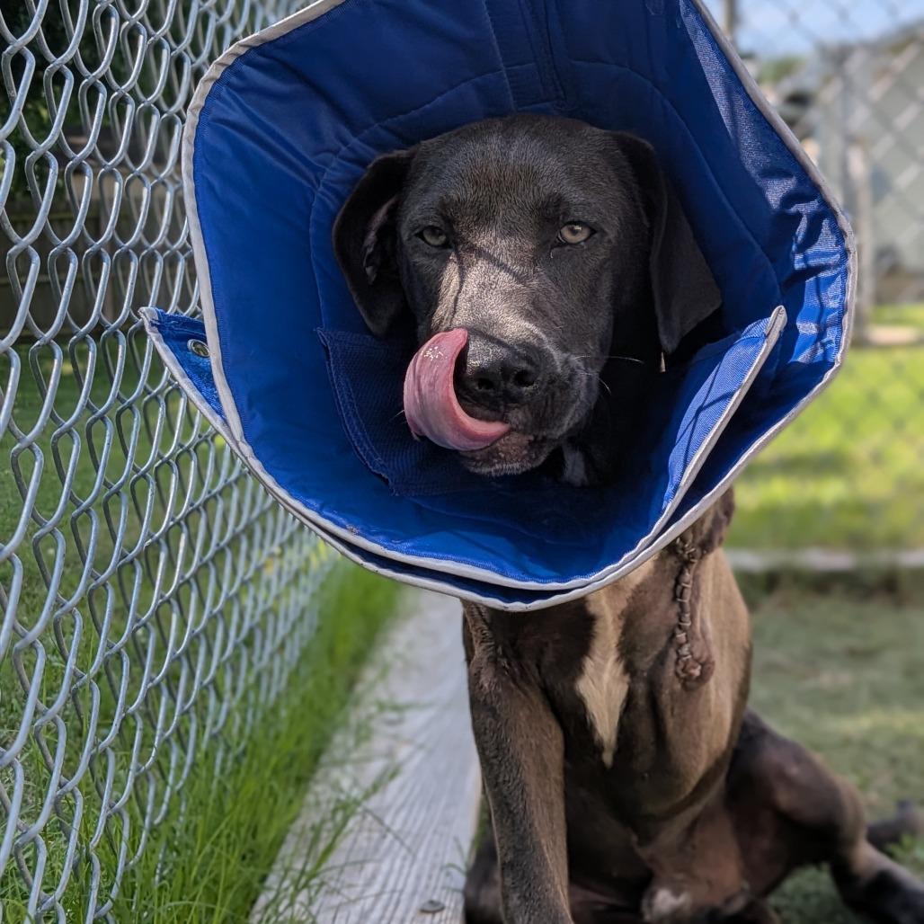 Bruce, a Adoptable Mixed Breed in Tulsa, OK image 2/6