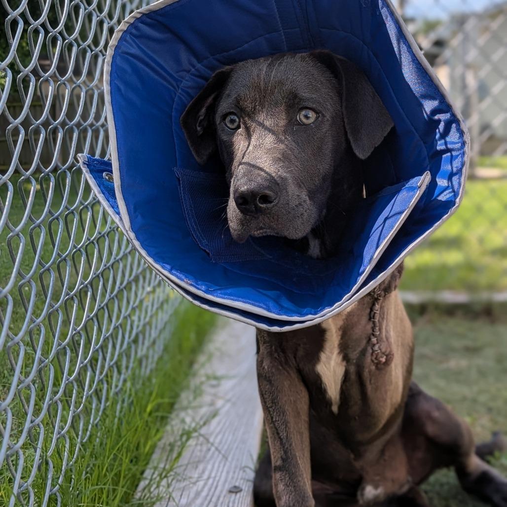 Bruce, a Adoptable Mixed Breed in Tulsa, OK image 3/6