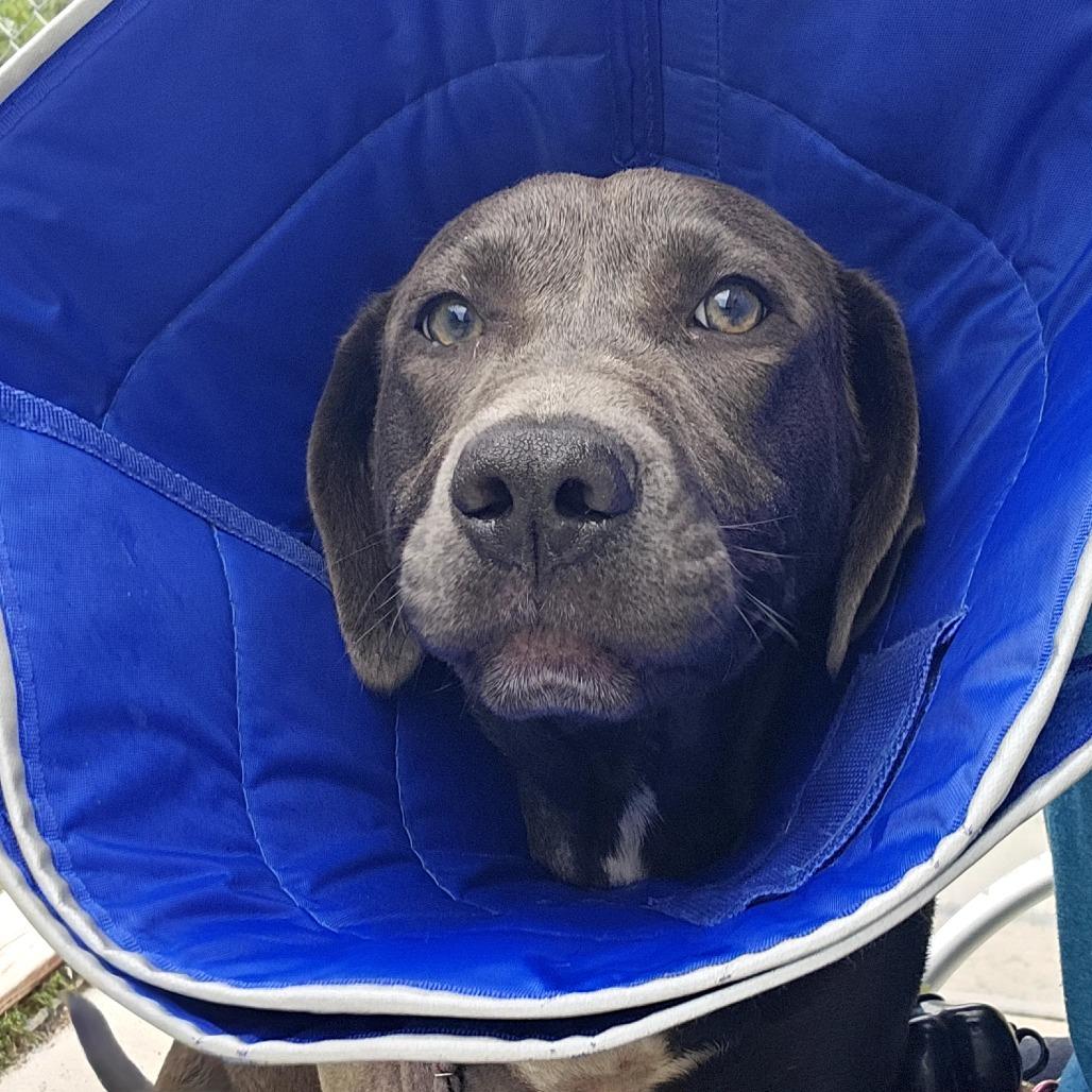 Bruce, a Adoptable Mixed Breed in Tulsa, OK image 4/6