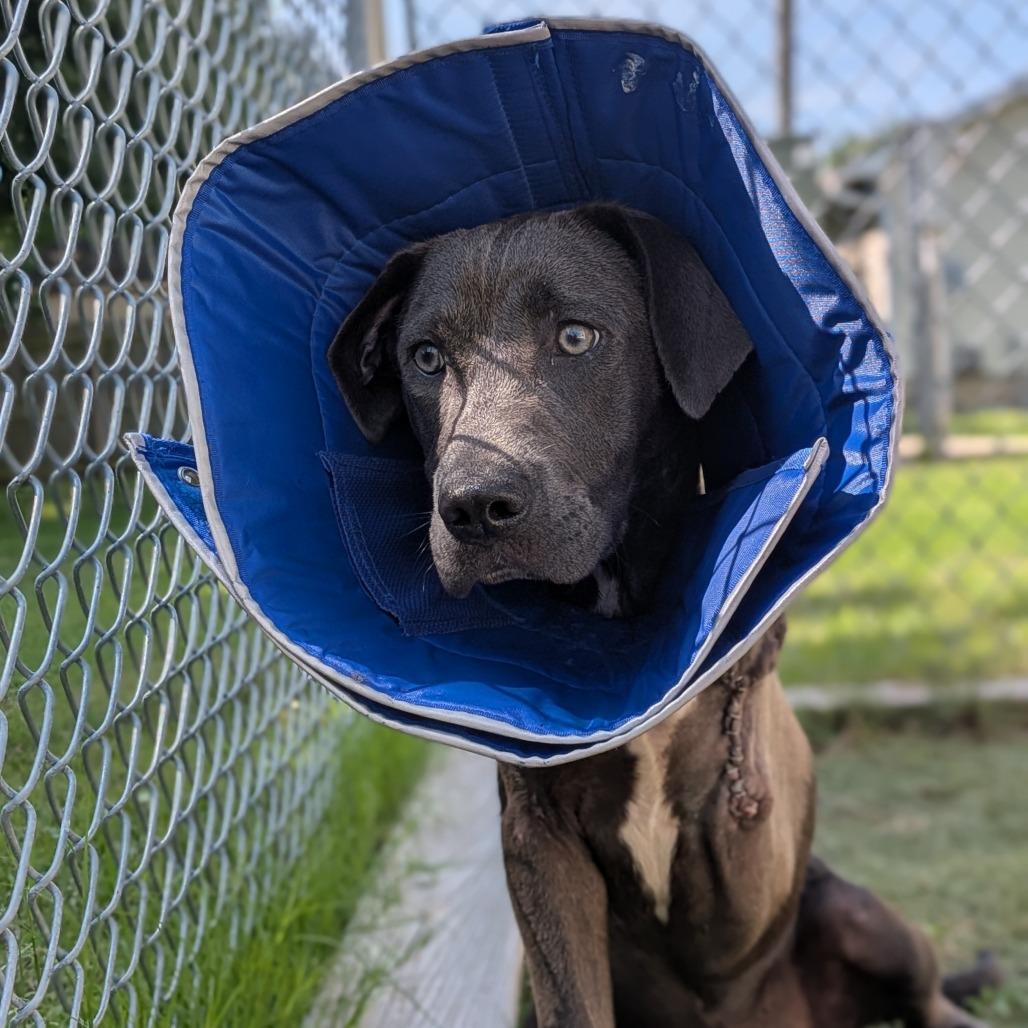 Bruce, a Adoptable Mixed Breed in Tulsa, OK image 5/6
